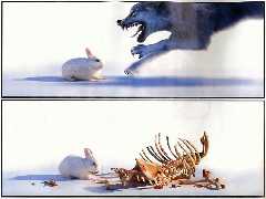 lapin vs loup qui gagne ???