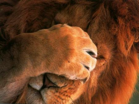 Lion ...