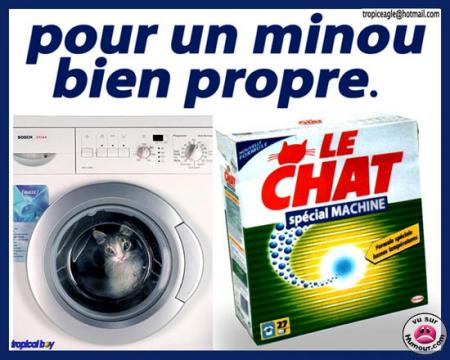 Le chat