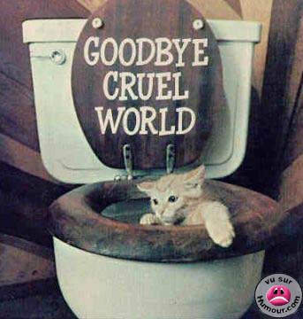 le suisside des chats